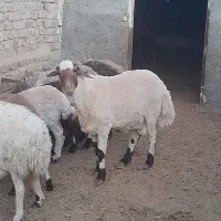 بره قوچ دورگ کردی مهربانی