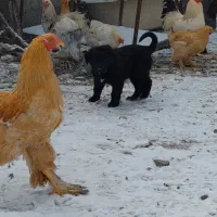 خروس برهما|حیوانات مزرعه|تهران, گلستان (شهرک راه آهن)|دیوار