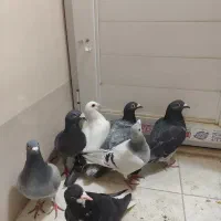 کفتر  دونه ۲۰۰