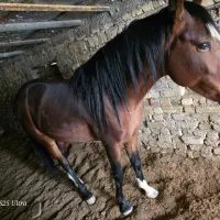 اسب نر در جه یک و سر حال