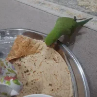 طوطی ملنگو ماده|پرنده|اهواز, اهواز|دیوار