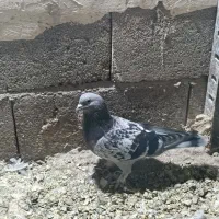 کبوترترکیه|حیوانات|میاندوآب, |دیوار