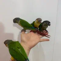 سه عدد جوجه گرینچیک رام دونه خور|پرنده|بندر انزلی, معلم|دیوار