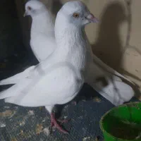 کفتر بپر و درجایی