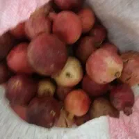 انار ربی وخوردنی شیرین آبدار