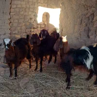 گوسفند فروشی|حیوانات مزرعه|خوسف, |دیوار