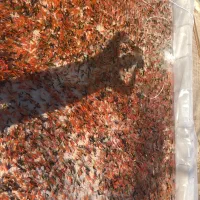 فروش عمده ماهی گلد فیش کاشان