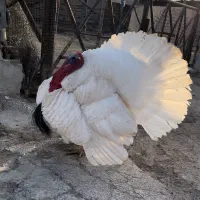 یک جفت بوقلمون بیوتی جوان و‌سرحال