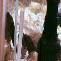 فروش آکواریوم سی استار شیشه خمیده در حد نو|ماهی|تهران, افسریه شمالی|دیوار