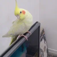 یک‌ عروس رام‌ یک‌جفت طوطی برزیلی