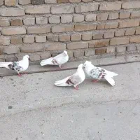 پلنگ نباتی|پرنده|دورود, |دیوار