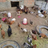 مرغ خروس نیمچه|حیوانات مزرعه|اردبیل, |دیوار