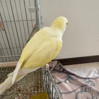 طوطی راهب|پرنده|پاکدشت, پاکدشت (مامازند)|دیوار