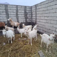 بز سانن ماده|حیوانات مزرعه|جلفا, |دیوار