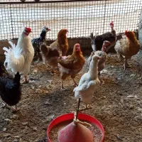 تخم نطفه دار گلین گردن لخت
