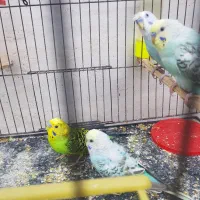 مرغ عشق های نر خوشرنگ|پرنده|بوشهر, |دیوار