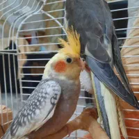 طوطی عروس|پرنده|رشت, کوی جام جم|دیوار