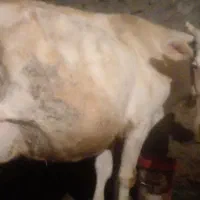 گاو گوساله هلشتاین آمریکای