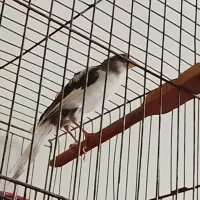 قناری ماده آماده