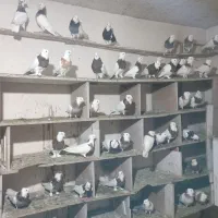 فروش کبوتر