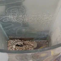 اکواریوم|ماهی|اصفهان, بهارستان|دیوار