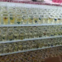 فایتر هالفمن|ماهی|آبیک, |دیوار