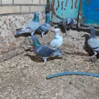 کبوتر پلاکی