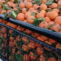 پرتغال برگی تامسون