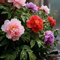 تبدیل رونصب کن وجایزه بگیر