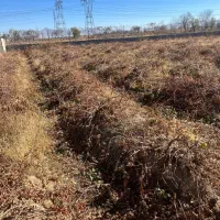 فروش باغ فوری|فروش زمین و ملک کلنگی|گلپایگان, |دیوار