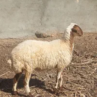 کاور سنجابی آبستن درجه یک برای داشت