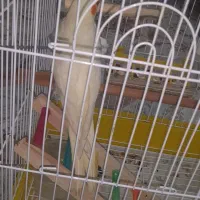 عروس هلندی نر