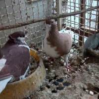 کبوتر رنگی|پرنده|شوشتر, |دیوار