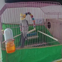 طوطی عروس هلندی