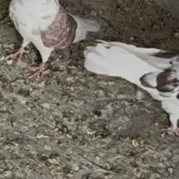 کبوتر گمشده|پرنده|ساوه, |دیوار