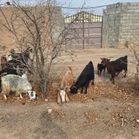 بز و بزغاله|حیوانات مزرعه|نجف‌آباد, حومه نجف آباد|دیوار