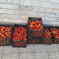 مقداری گوجه