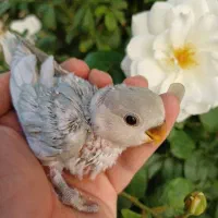 طوطی برزیلی سرلاکی قفس|پرنده|محلات, |دیوار