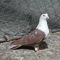 کبوتر کله سفید