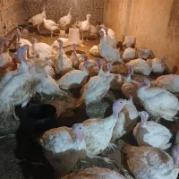 بوقلمون|حیوانات مزرعه|هشتگرد, تهران دشت|دیوار