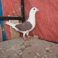 المانی|پرنده|الوند, |دیوار