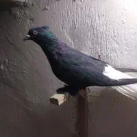 کبوترسیاه دم سفید