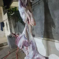 گوشت گوسفندی