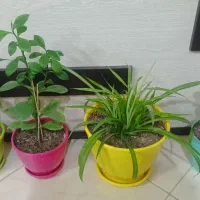 گل با گلدانهاش