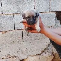 توله سگ سرابی|سگ|بیلوار, |دیوار