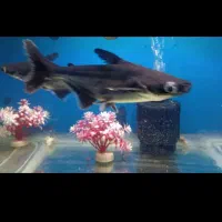 ماهی فلاور.پنکوسی.کت چوبی.اسکارمعاوضه باچانا کوچک|ماهی|تهران, شهرک شریعتی|دیوار