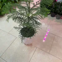 فروش گلهای آپارتمانی و مشاوره گیاه پزشکی|گل و گیاه طبیعی|پردیس, فاز ۴|دیوار