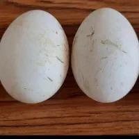 تخم غاز دونه ای ۶۰