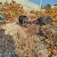 سه‌عددبوقلمون|حیوانات مزرعه|سلماس, |دیوار