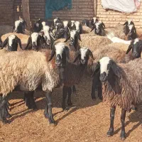 گوسفندشال اصیل ۱